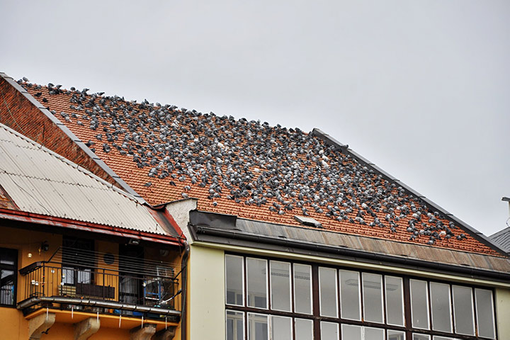 A2B Pest Control are able to install spikes to deter birds from roofs in Cradley Heath. 