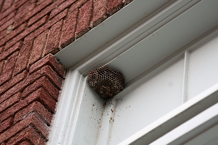 We provide a wasp nest removal service for domestic and commercial properties in Cradley Heath.